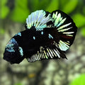 Avatar Blackstar Blue Steel HMPK Betta Fish Male
