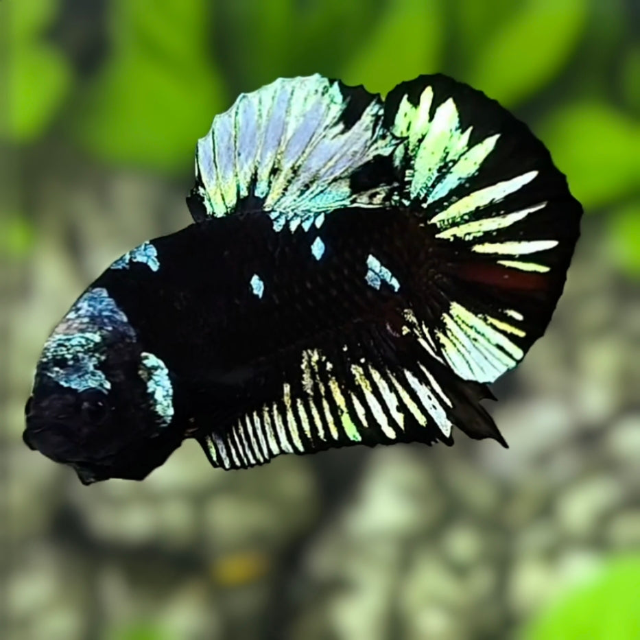 Avatar Blackstar Blue Steel HMPK Betta Fish Male