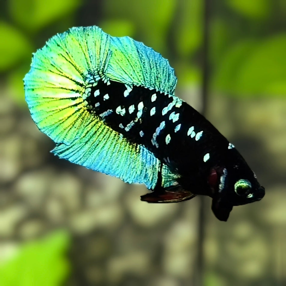 Avatar Blackstar Green HMPK Betta Fish Male