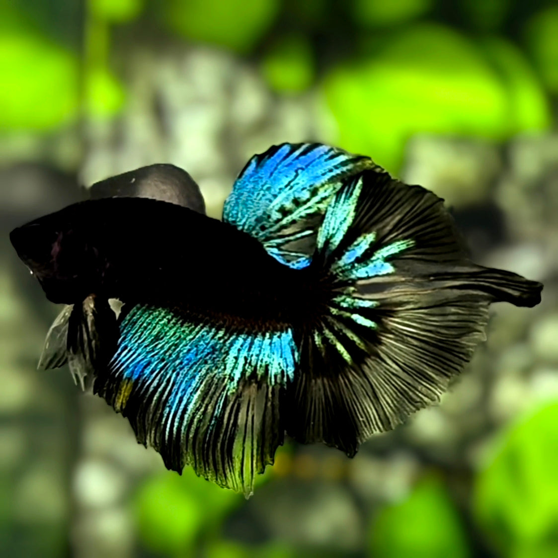 Unique Black Light Sword Tail Halfmoon Betta Fish Male