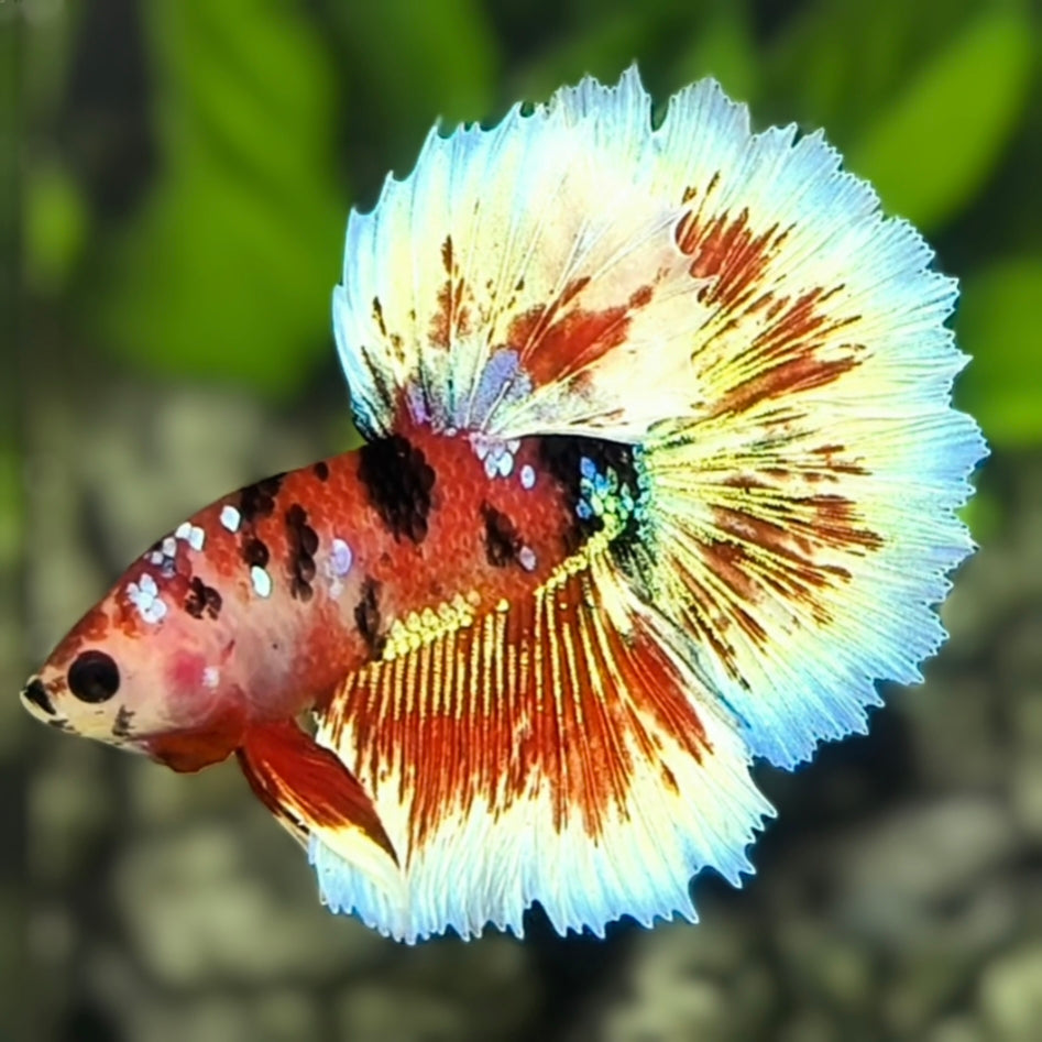 Red Tiger Barongsai Halfmoon Betta Fish Male