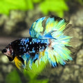 Avatar Blackstar Turquoise Halfmoon Betta Fish Male