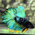 Avatar Blackstar Green Rosetail Halfmoon Betta Fish Male