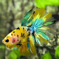 Yellow Koi Tiger Galaxy Halfmoon Betta Fish Male #YKG