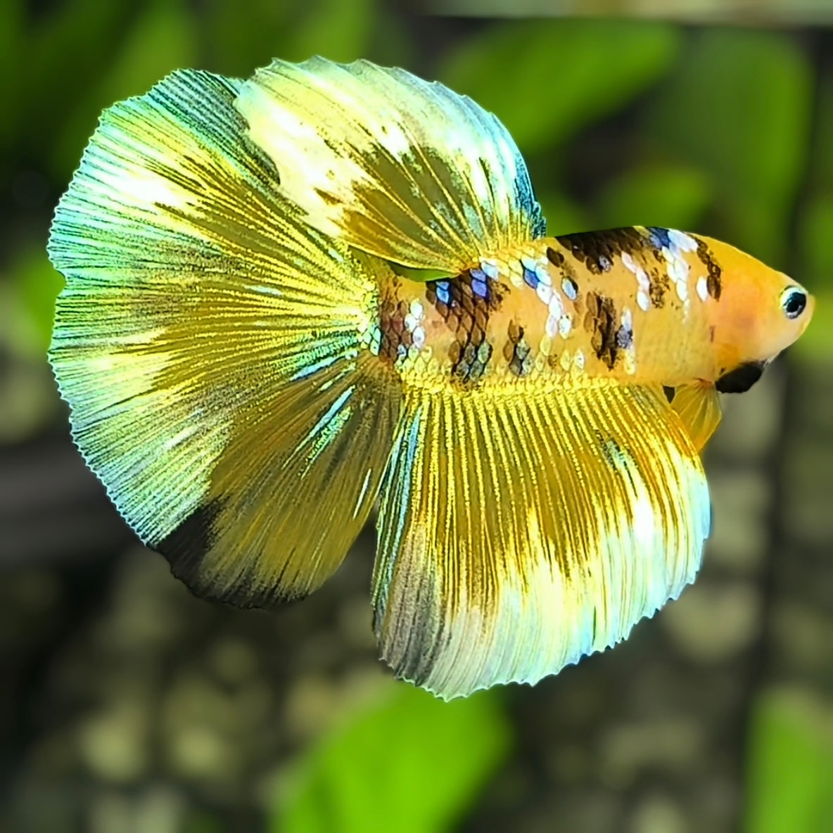 Yellow Barongsai Tiger Galaxy Halfmoon Betta Fish Male #YKG