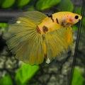 Yellow Marsupilami Halfmoon Betta Fish Male #YKG