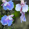 Unicorn Dumbo Ears Rosetail Halfmoon Betta Fish Male