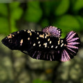 Avatar Purple Black Panther HMPK Betta Fish Female For Sorority / Breed