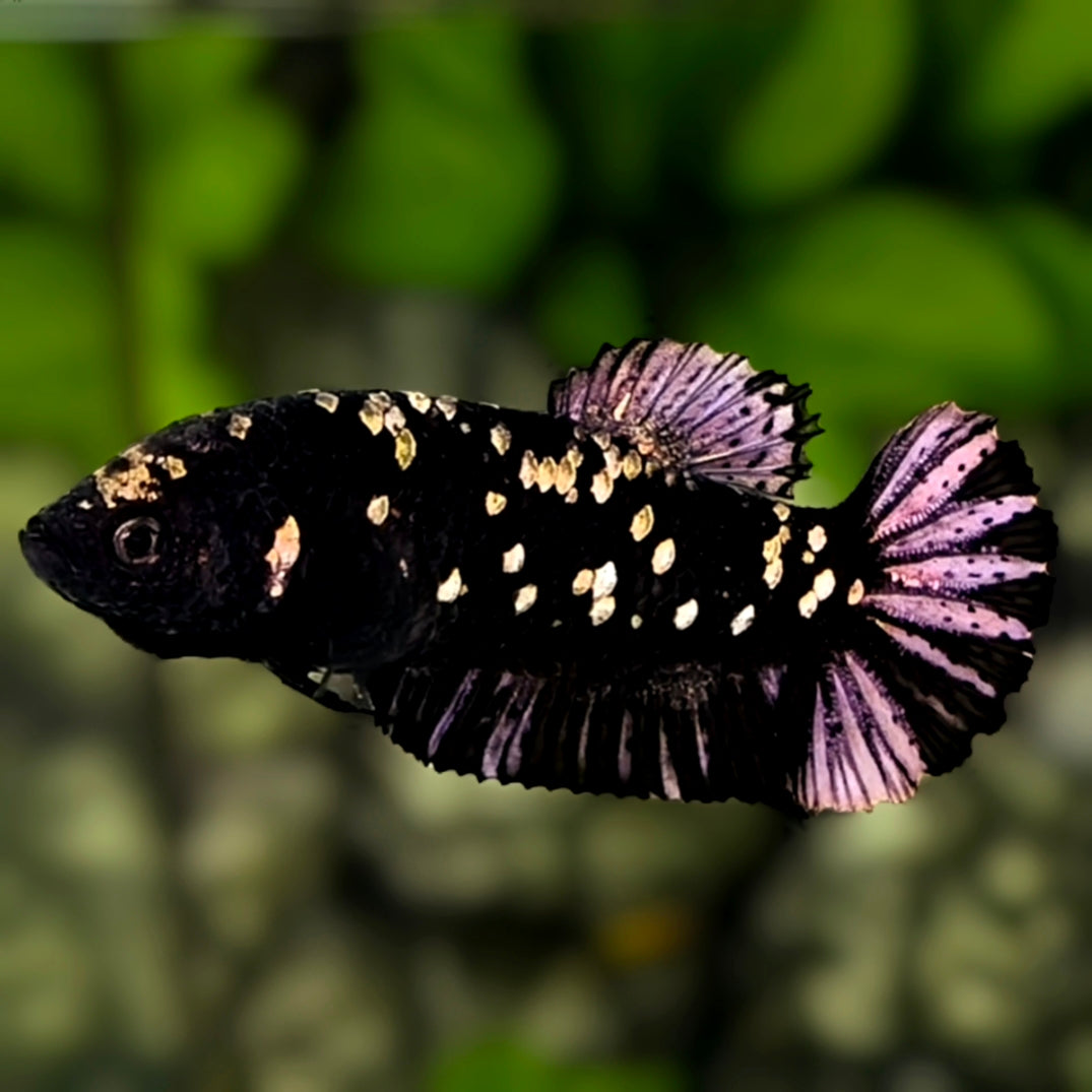 Avatar Purple Black Panther HMPK Betta Fish Female For Sorority / Breed