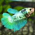 Green Marble Halfmoon Betta Fish Female For Sorority / Breed