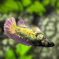 Solid Copper Purple Gold HMPK Betta Fish Female For Sorority / Breed