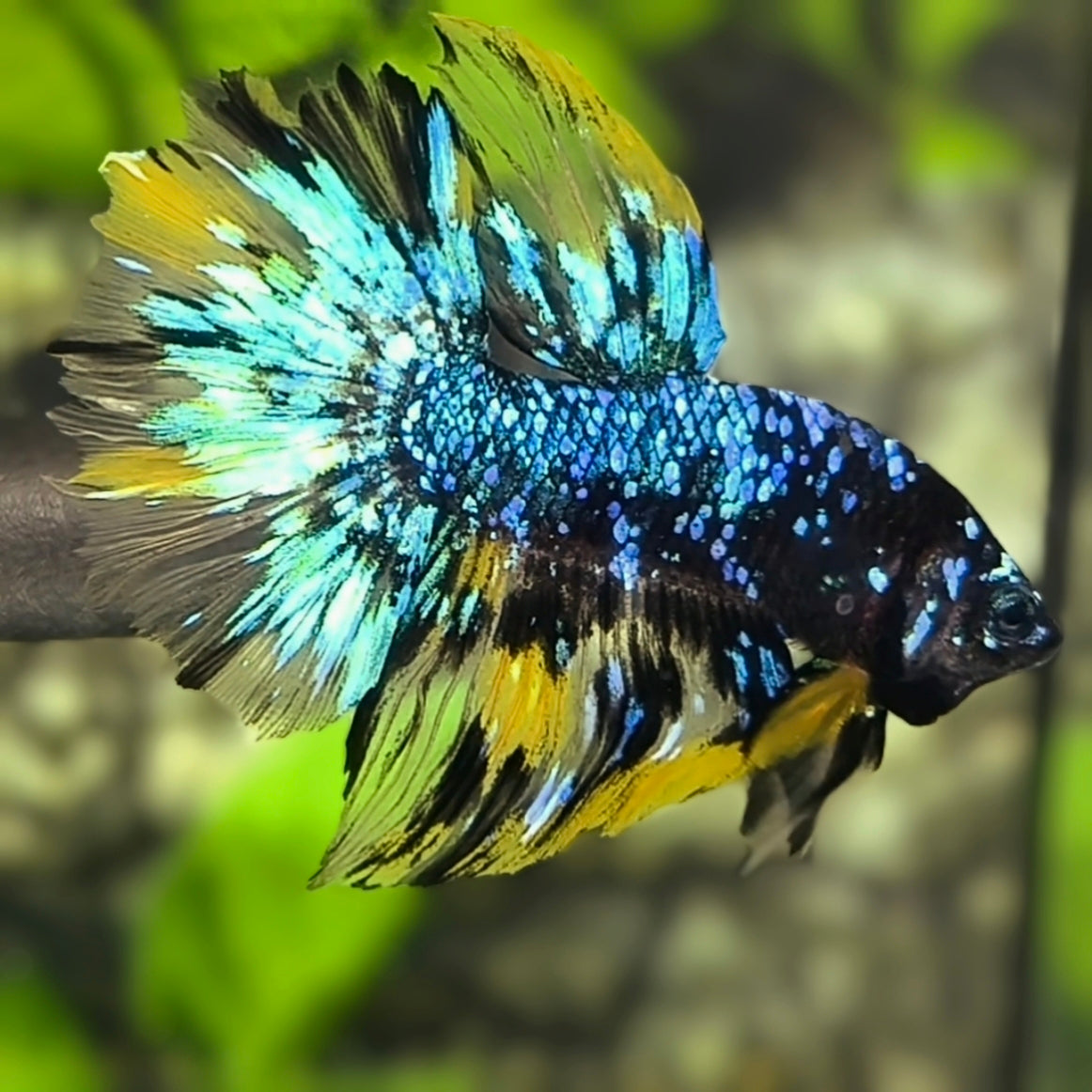 Avatar Turquoise Mustard Halfmoon Betta Fish Male