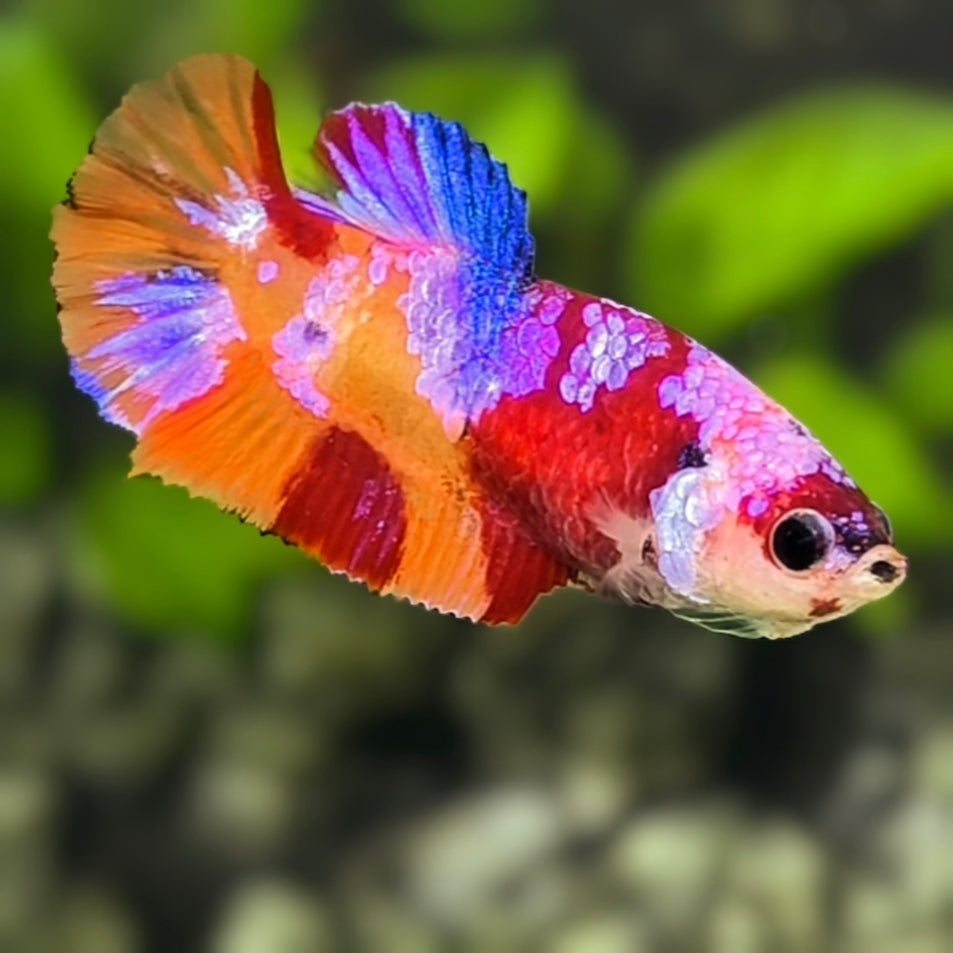 Multicolor Candy Galaxy HMPK Betta Fish Female For Sorority / Breed