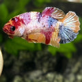 Multicolor Candy HMPK Betta Fish Female For Sorority / Breed