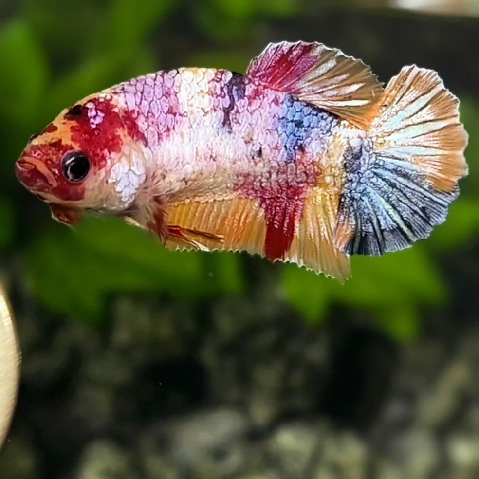 Multicolor Candy HMPK Betta Fish Female For Sorority / Breed