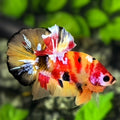 Multicolor Yellowbase Koi Galaxy HMPK Betta Fish Male