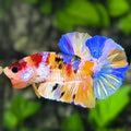 Multicolor Galaxy HMPK Betta Fish Male