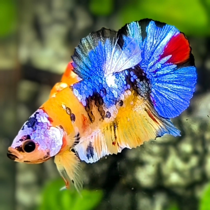 Yellowbase Multicolor Galaxy HMPK Betta Fish Male