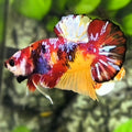 Multicolor Koi Galaxy HMPK Betta Fish Male