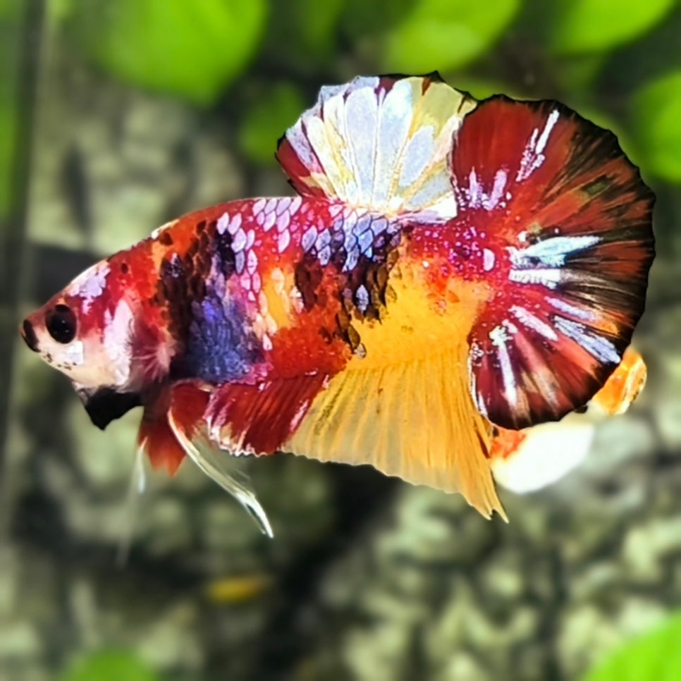 Multicolor Koi Galaxy HMPK Betta Fish Male