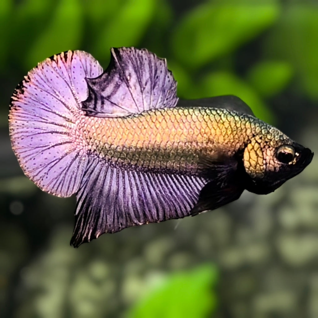 Solid Copper Purple Gold HMPK Betta Fish Male