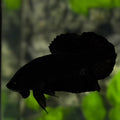 Solid Super Black HMPK Betta Fish Male