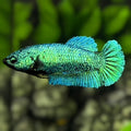 Solid Green HMPK Betta Fish Female For Sorority / Breed