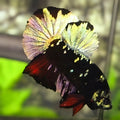 Avatar Blackstar Copper Gold HMPK Betta Fish Male