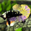 Avatar Blackstar Copper Purple Gold HMPK Betta Fish Male