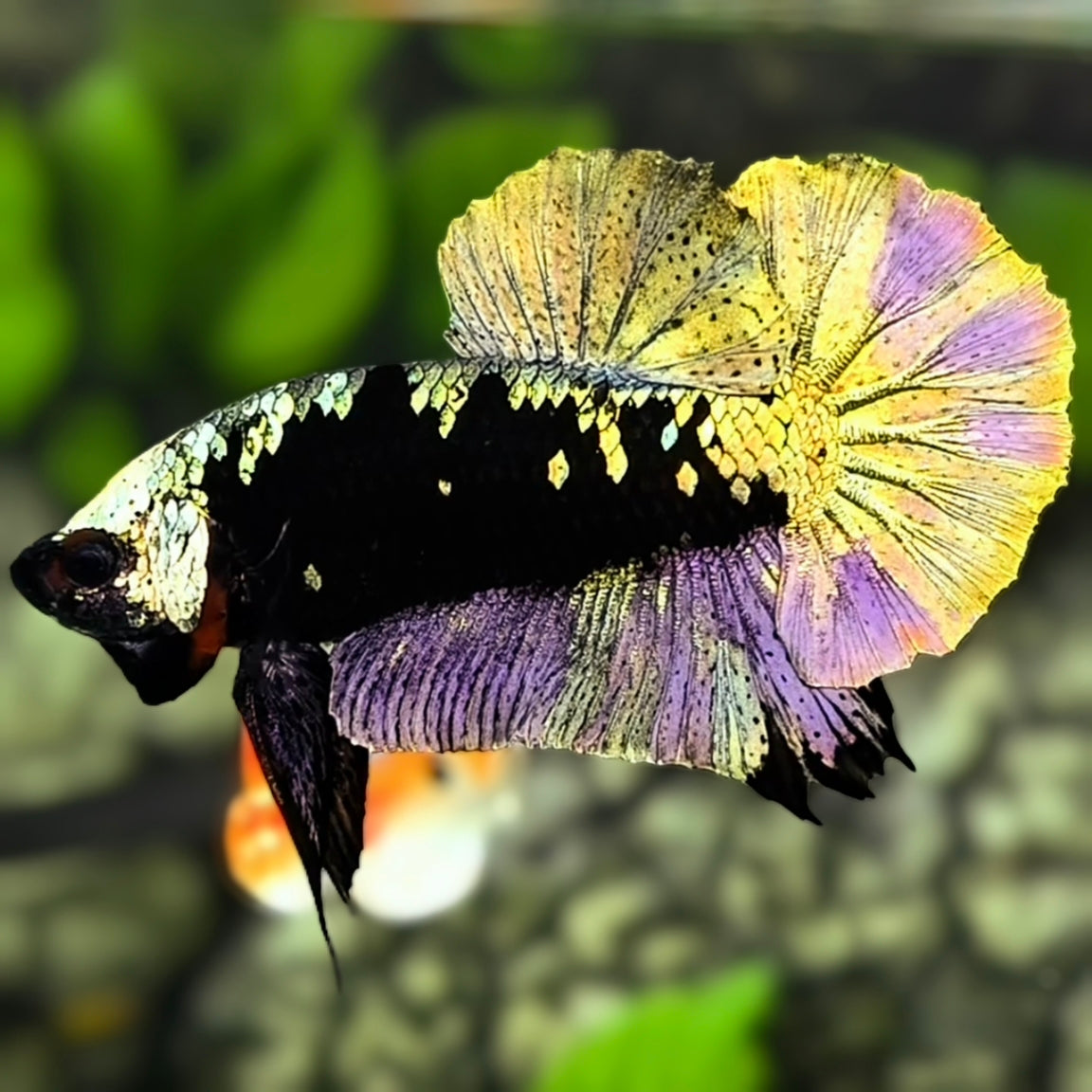 Avatar Blackstar Copper Purple Gold HMPK Betta Fish Male