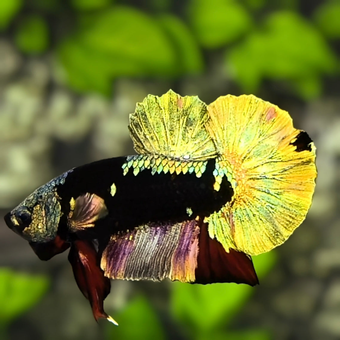 Avatar Copper Gold HMPK Betta Fish Male
