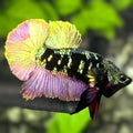 Avatar Blackstar Copper Purple Gold HMPK Betta Fish Male