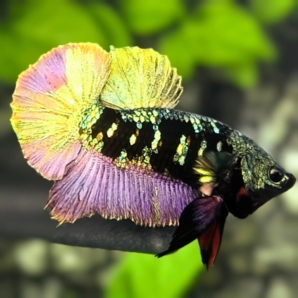 Avatar Blackstar Copper Purple Gold HMPK Betta Fish Male