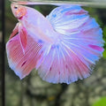 Pink Unicorn Halfmoon Betta Fish Male
