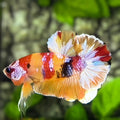 Yellowbase Multicolor Candy Galaxy HMPK Betta Fish Male