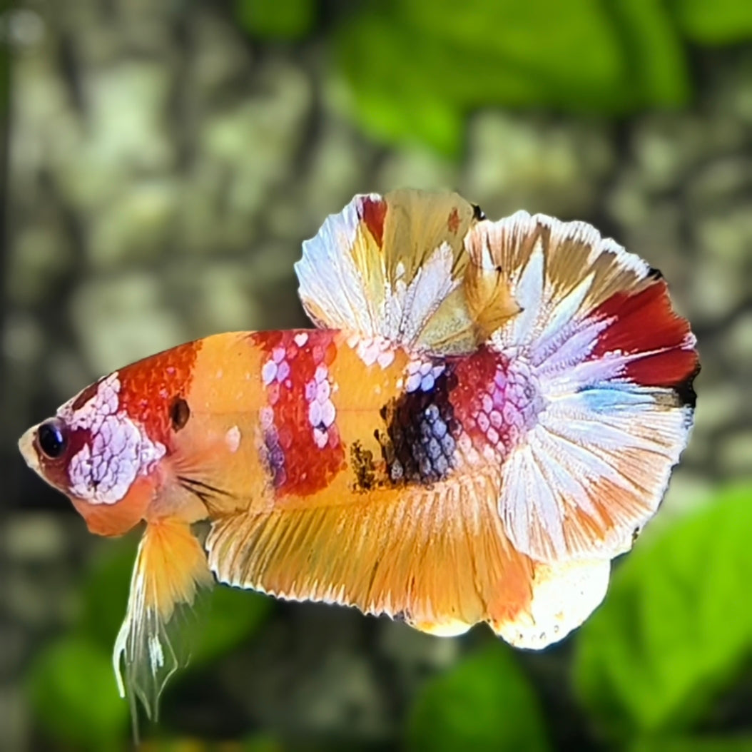 Yellowbase Multicolor Candy Galaxy HMPK Betta Fish Male