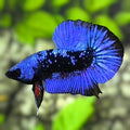 Avatar Blackstar Blue HMPK Betta Fish Male