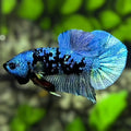 Avatar Blue Steel HMPK Betta Fish Male