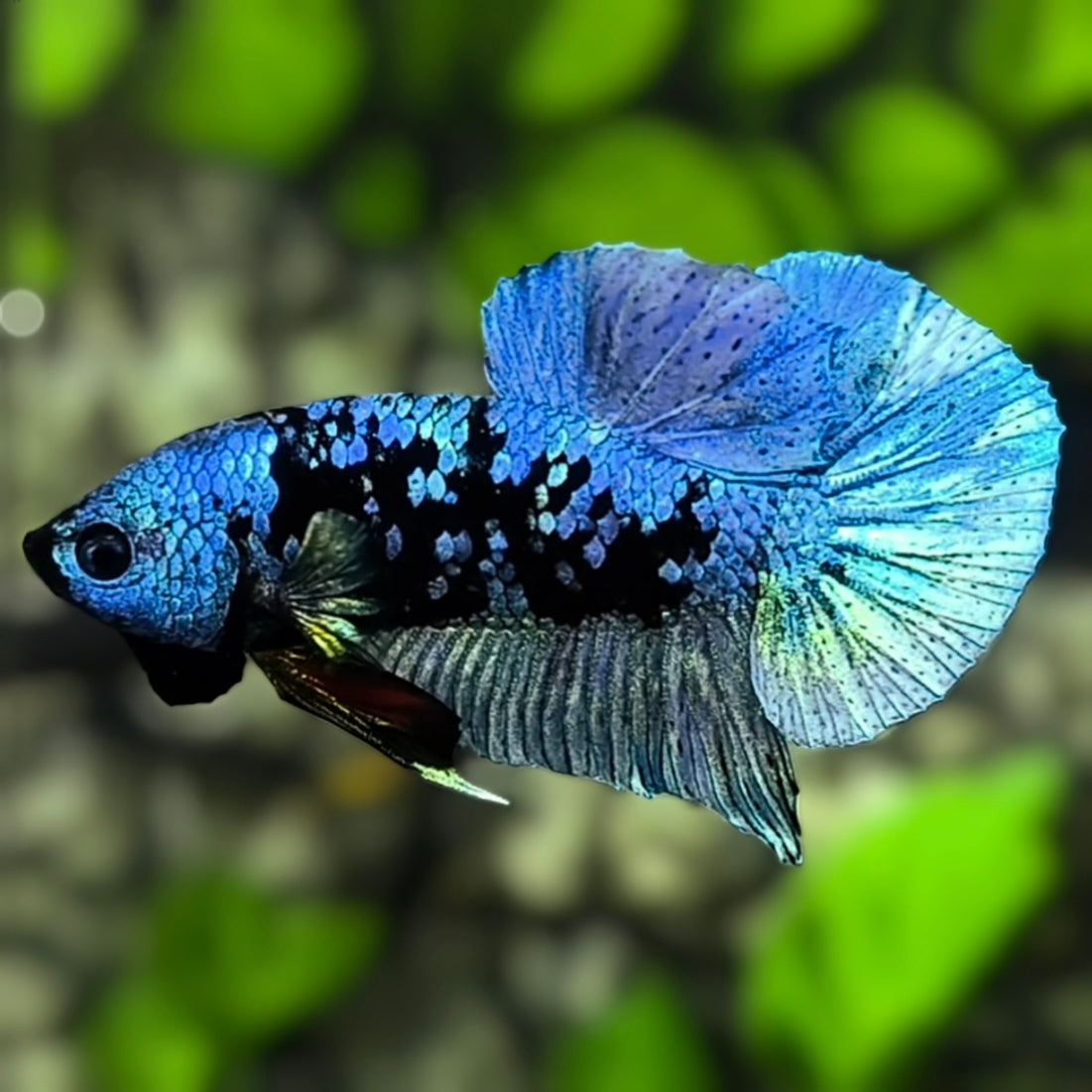 Avatar Blue Steel HMPK Betta Fish Male
