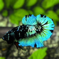 Avatar Blackstar Green HMPK Betta Fish Male