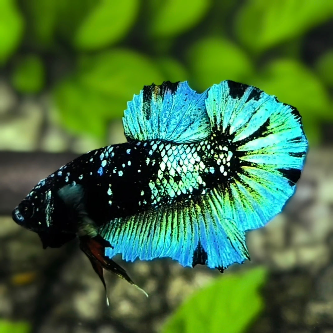 Avatar Blackstar Green HMPK Betta Fish Male