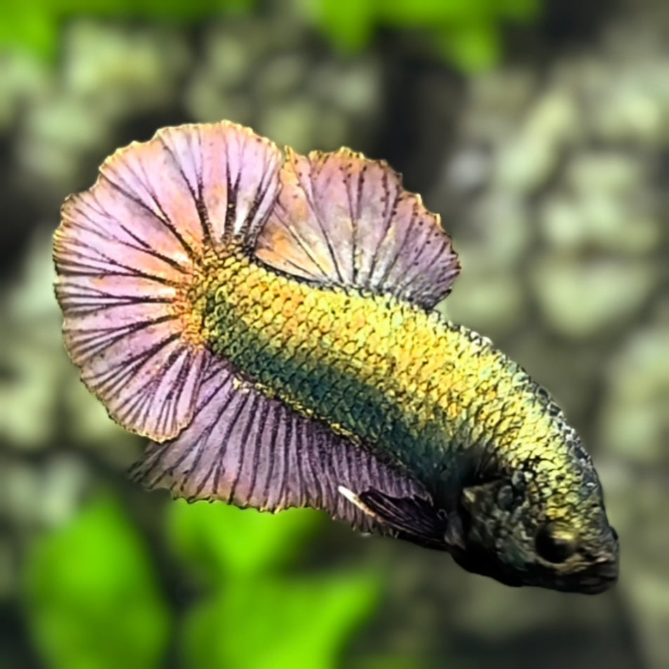 Solid Copper Full Mask HMPK Betta Fish Male