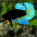 Green Black Light HMPK Betta Fish Male