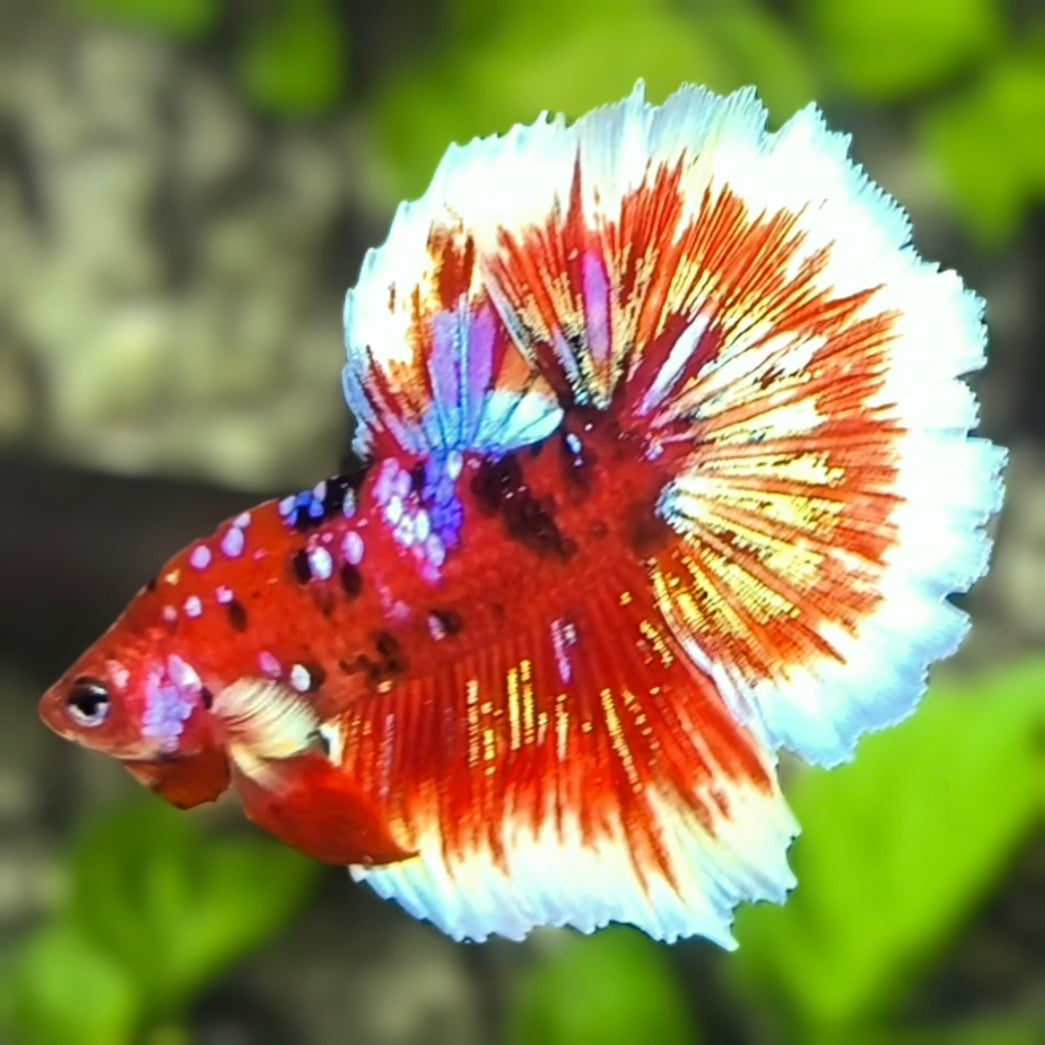 Red Barongsai Tiger Galaxy Halfmoon Betta Fish Male