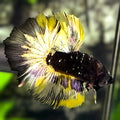 Avatar Blackstar Gold Halfmoon Betta Fish Male