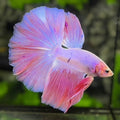 Pink Unicorn Halfmoon Betta Fish Male