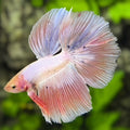 Pink Halfmoon Betta Fish Male