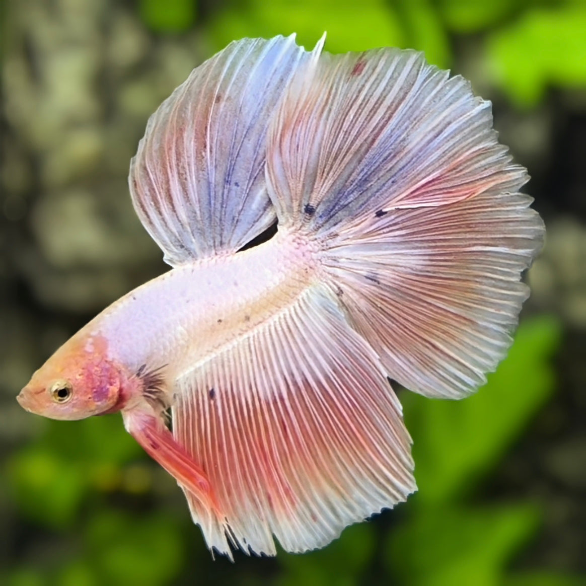 Pink Halfmoon Betta Fish Male