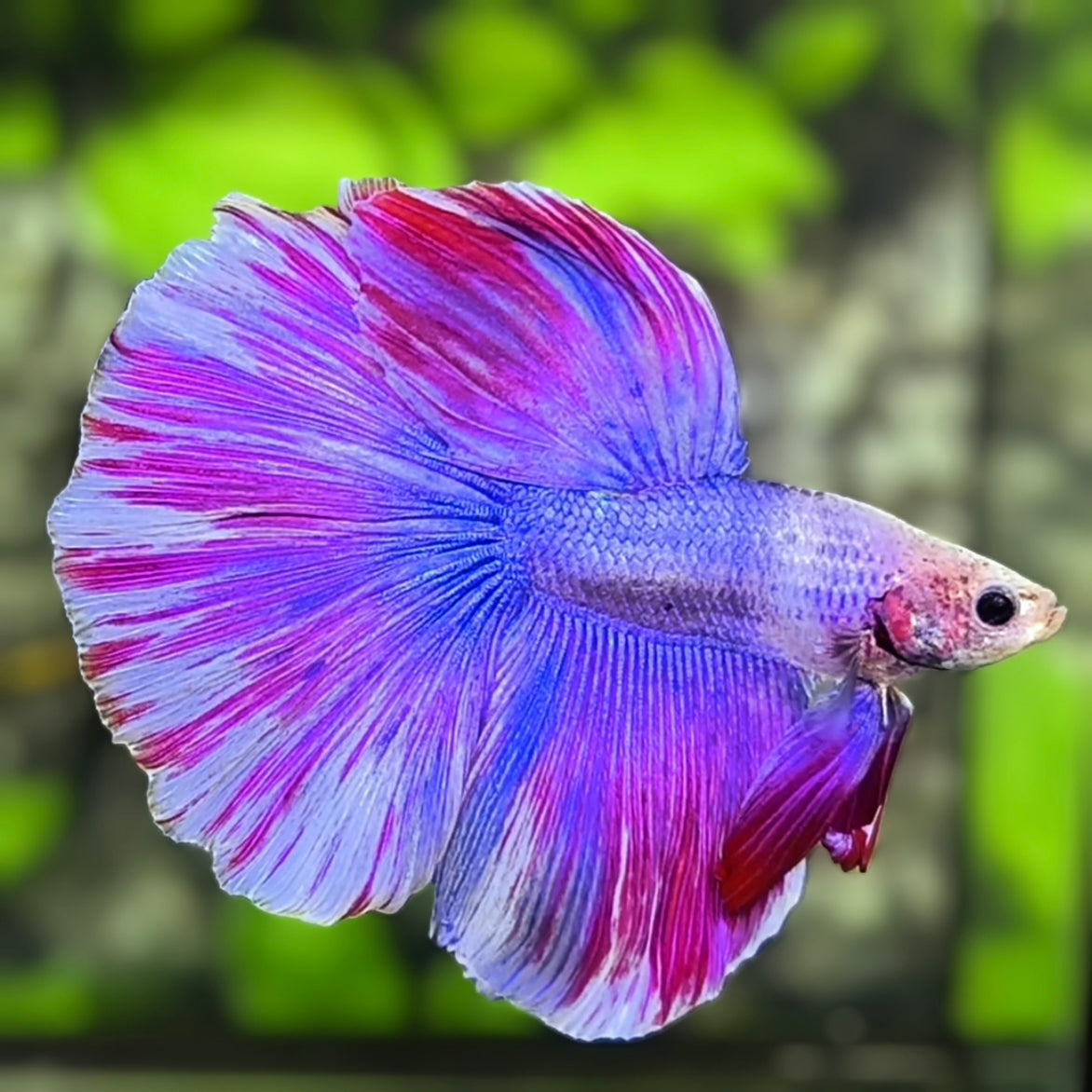 Purple Pink Fancy Halfmoon Betta Fish Male