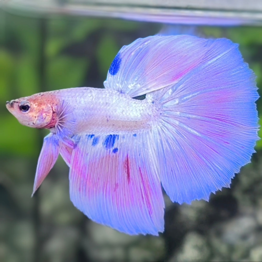 Unicorn Halfmoon Betta Fish Male
